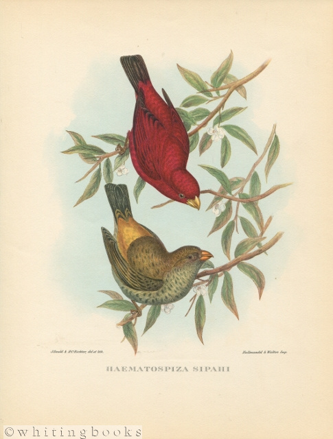 John Gould Tropical Bird Print: Haematospiza Sipahi [Sepoy Finch] 1964