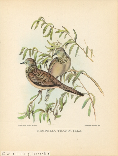 John Gould Tropical Bird Print: Geopelia Tranquilla [Peaceful Dove] 1964